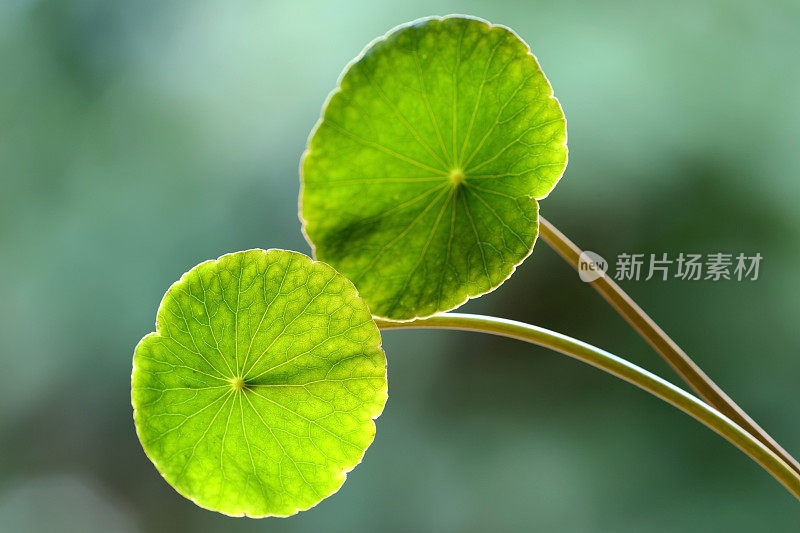 亚洲Pennywort或Gotu Kola leaf